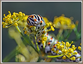 Chenille de Machaon
